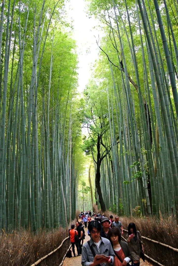 Arashiyama Bamboo Grove: A Serene Oasis in Kyoto