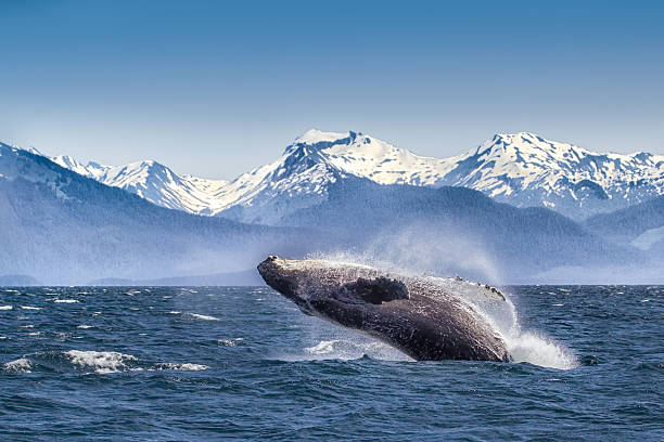 A majestic humpback whale breaches against the dramatic canvas of snow-capped mountains in Glacier Bay, Alaska.